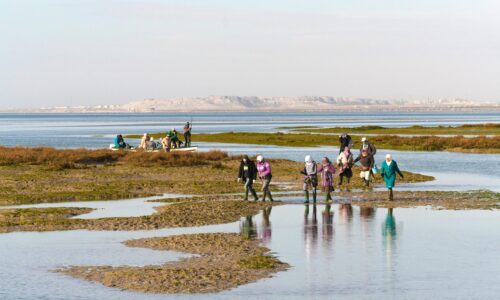 Flore et végétation des îles Kneiss