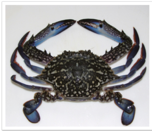 crabe-bleu